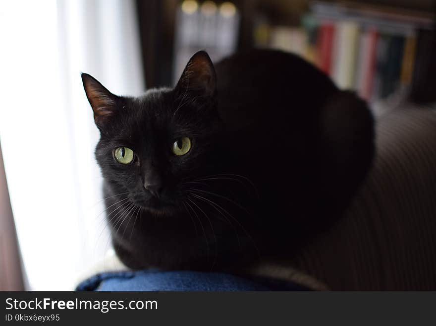 Cat, Black Cat, Whiskers, Mammal