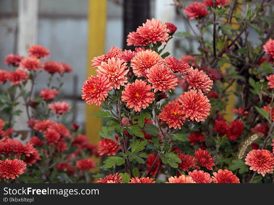 Flower, Plant, Flowering Plant, Chrysanths