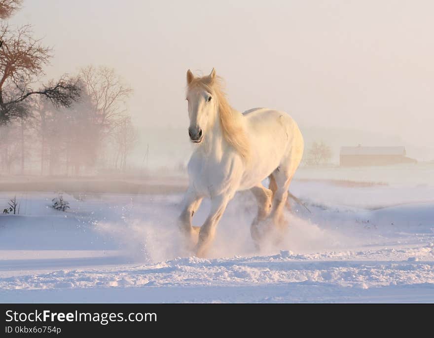 Horse, Horse Like Mammal, Snow, Mane