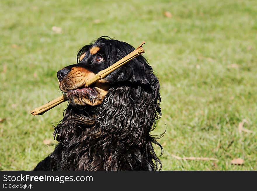 Dog, Dog Like Mammal, Dog Breed, Grass