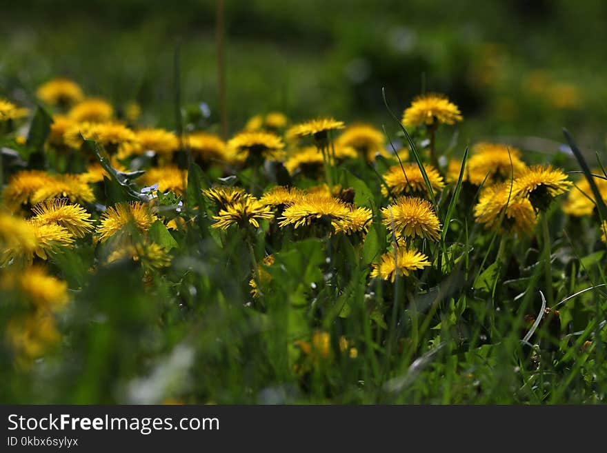 Flower, Dandelion, Grass, Wildflower