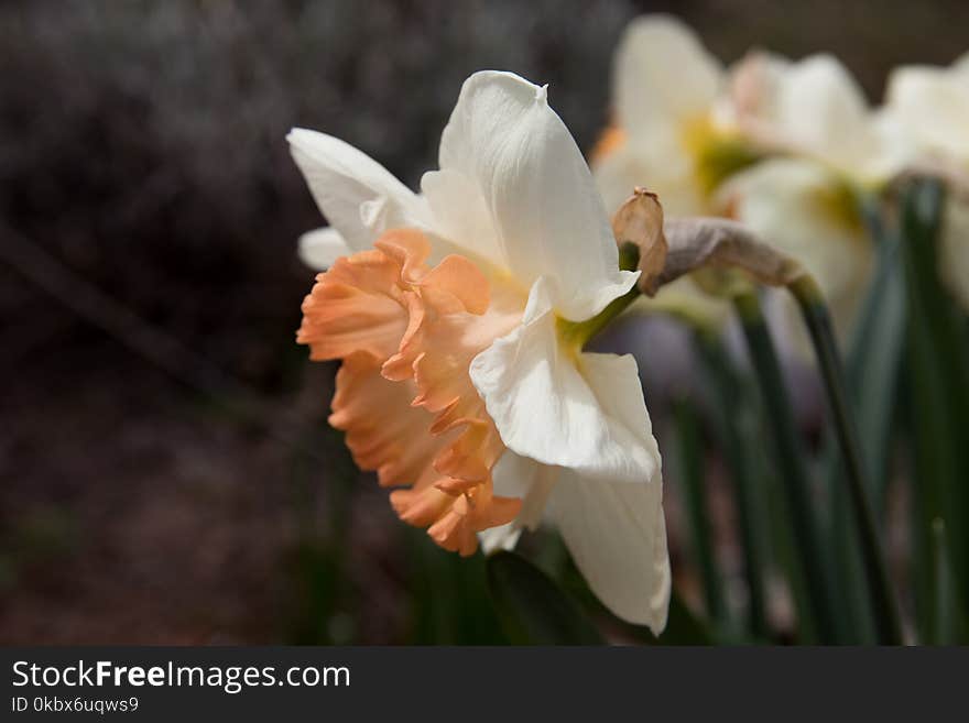 Flower, Plant, White, Flowering Plant