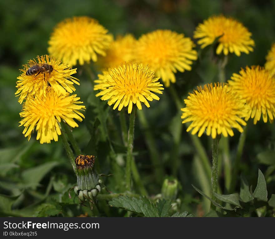 Flower, Sow Thistles, Dandelion, Nectar