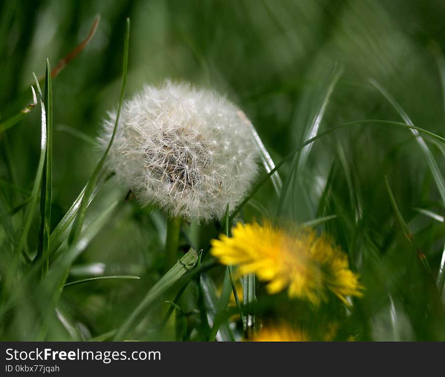 Flower, Dandelion, Flora, Grass