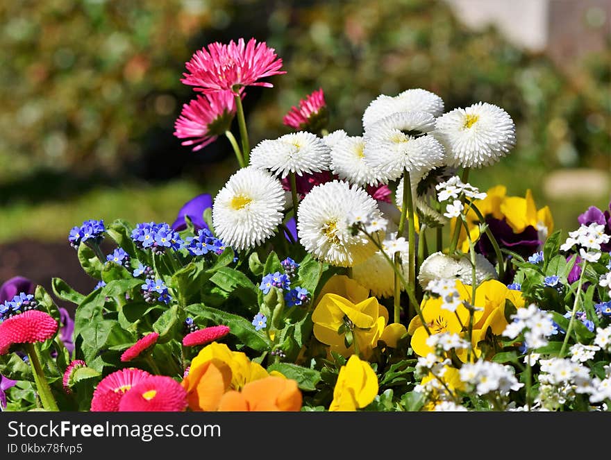 Flower, Plant, Flora, Wildflower