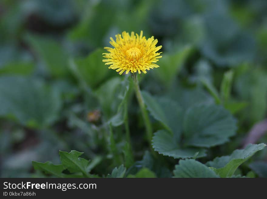 Flower, Sow Thistles, Dandelion, Daisy Family