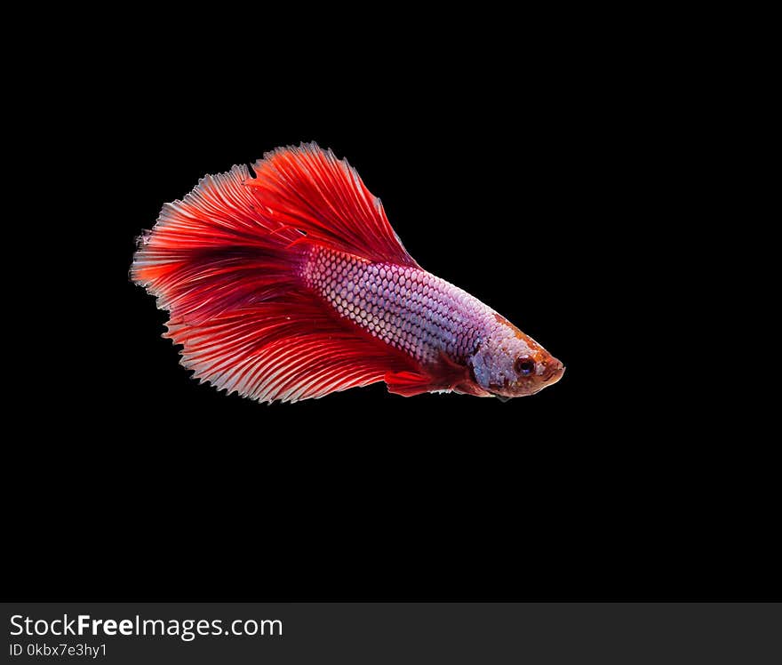 closeup red beautiful small siam betta fish with isolate background