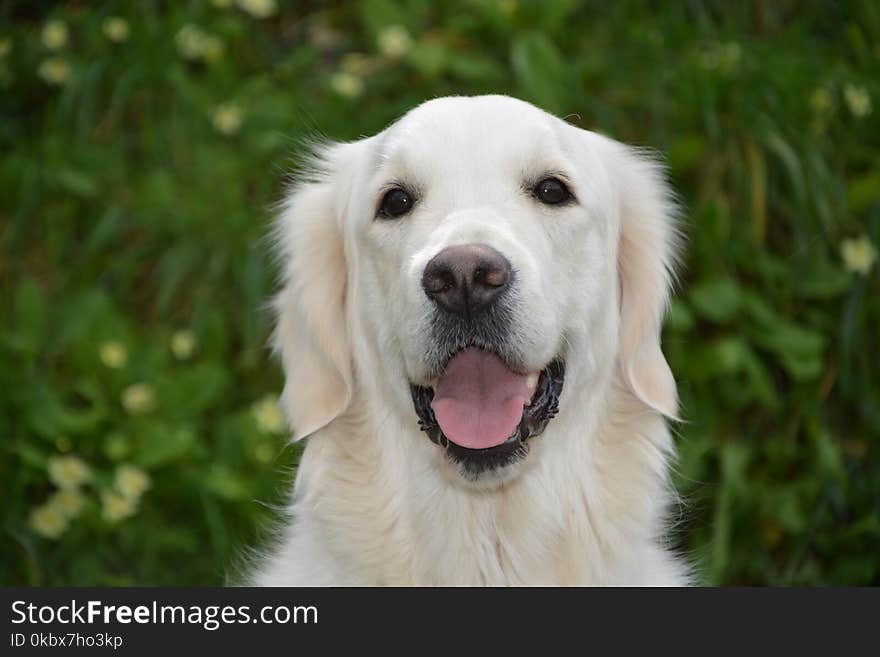 Dog, Dog Breed, Dog Like Mammal, Golden Retriever