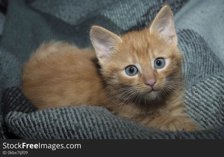 Cat, Whiskers, Mammal, Small To Medium Sized Cats