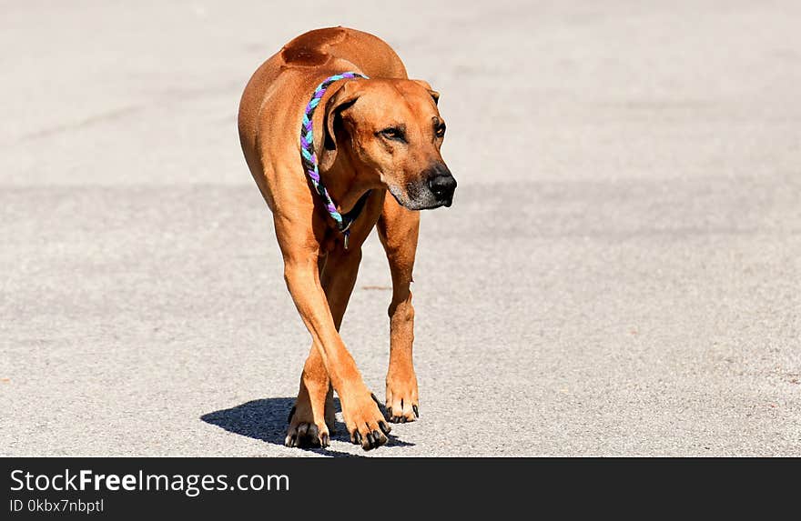 Dog, Dog Breed, Rhodesian Ridgeback, Dog Like Mammal