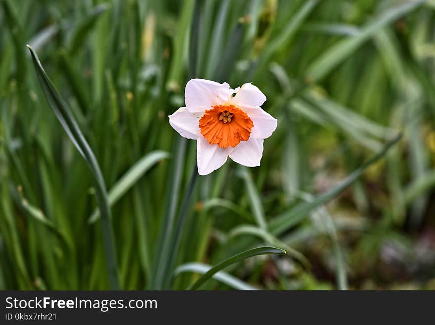 Flower, Plant, Flora, Spring