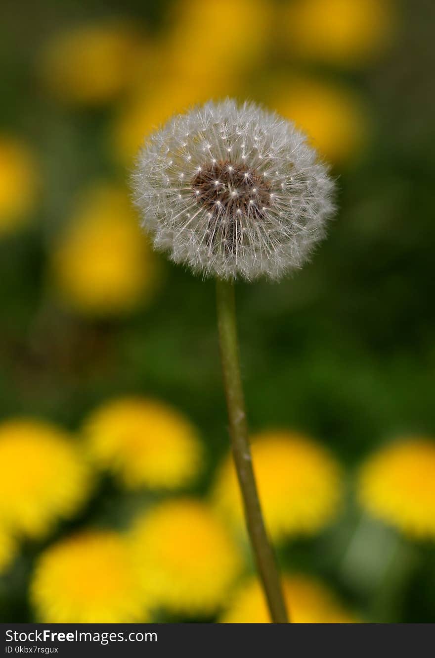 Flower, Dandelion, Flora, Close Up