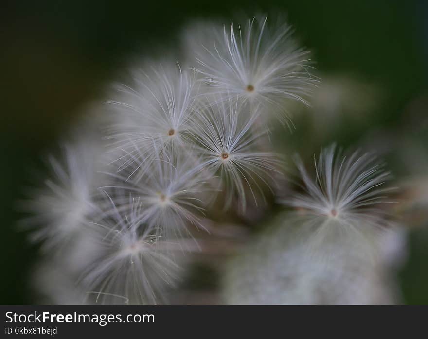 Flower, Flora, Plant, Vegetation