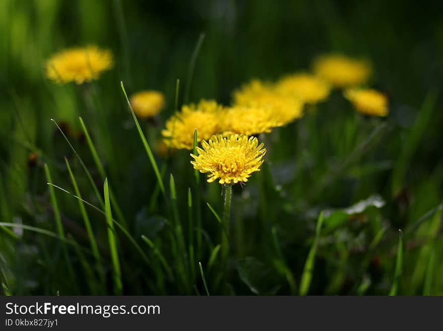 Flower, Yellow, Dandelion, Grass