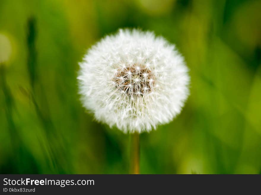 Flower, Dandelion, Close Up, Flora