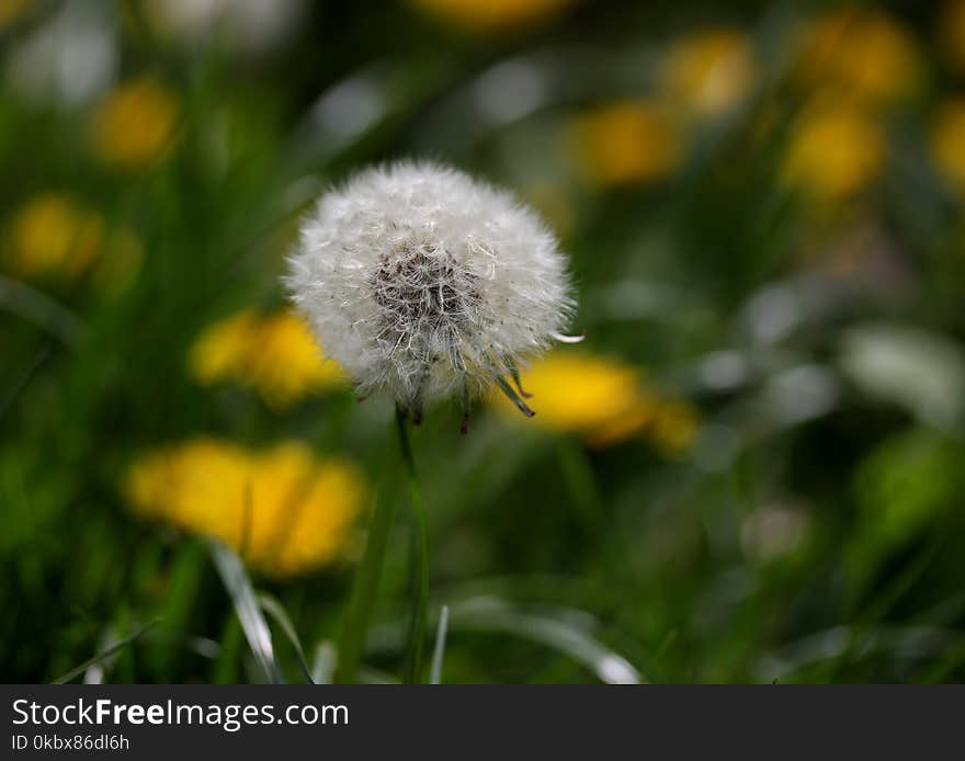 Flower, Dandelion, Yellow, Flora