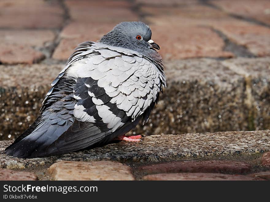 Bird, Pigeons And Doves, Fauna, Beak