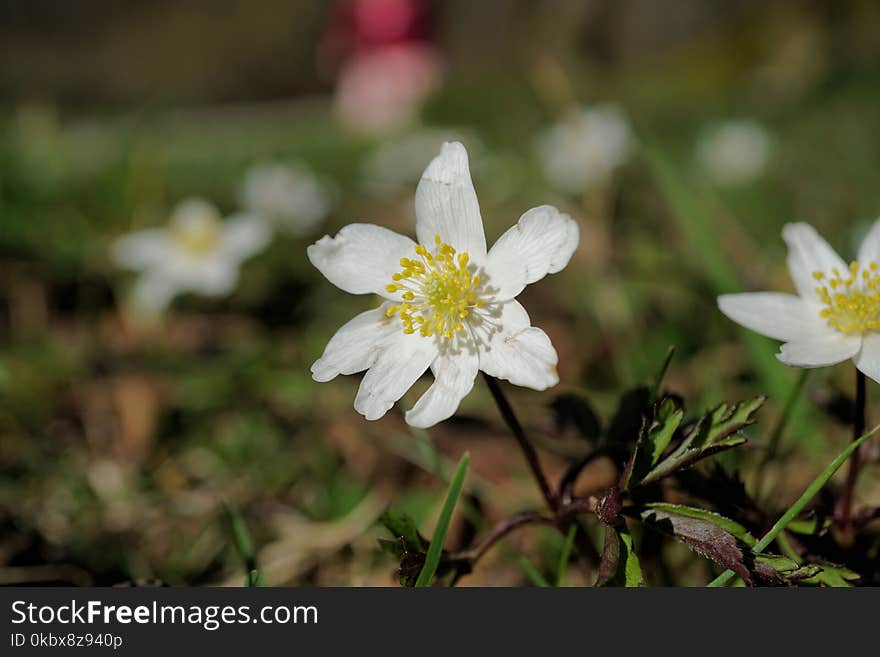 Flower, Flora, Plant, Wildflower