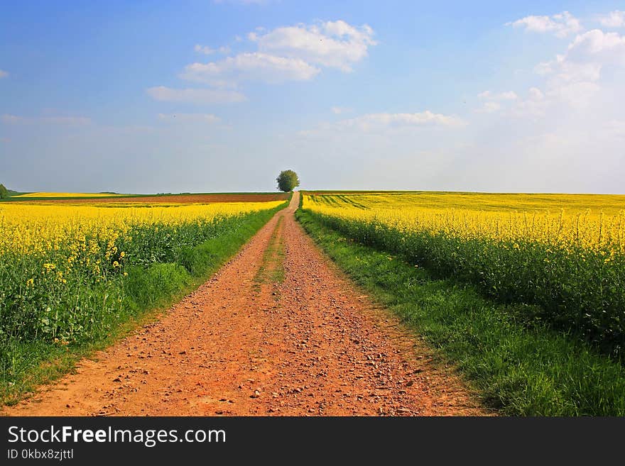 Field, Yellow, Canola, Rapeseed