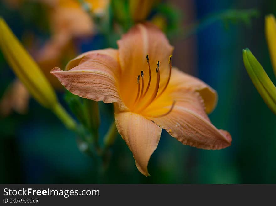 Flower, Flora, Lily, Daylily