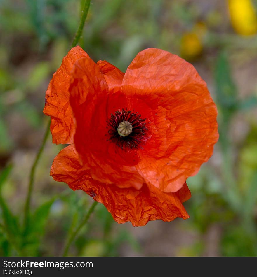 Flower, Wildflower, Poppy, Poppy Family