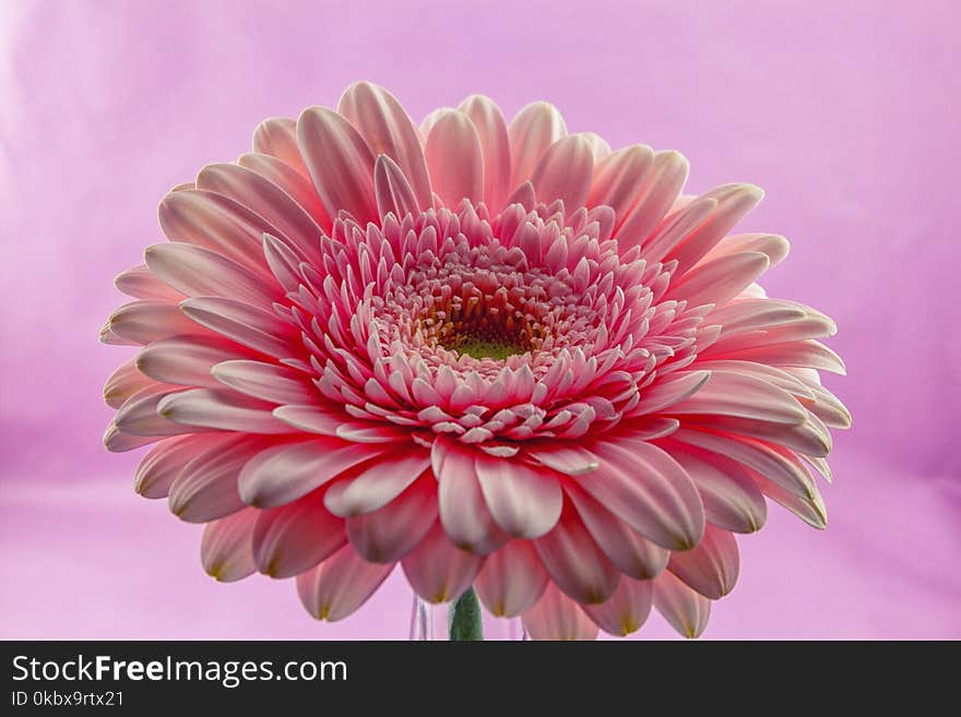 Flower, Pink, Flowering Plant, Gerbera