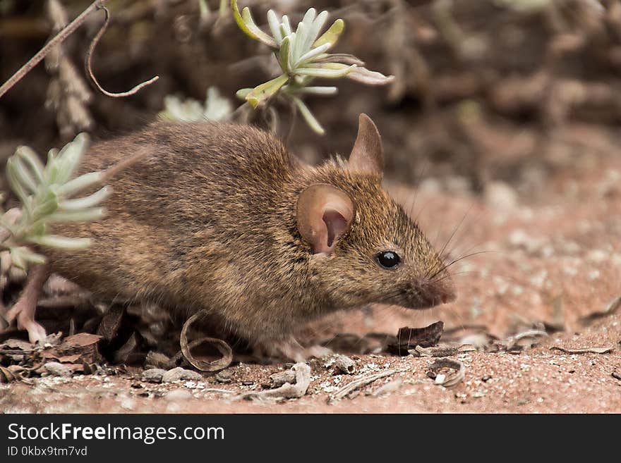 Mouse, Fauna, Rat, Muridae