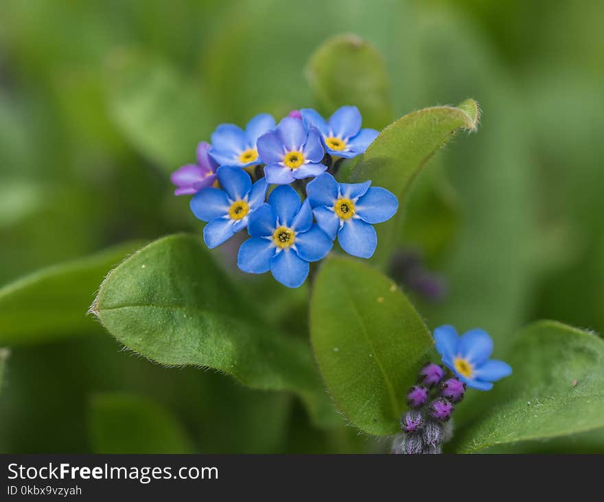 Flower, Blue, Forget Me Not, Plant