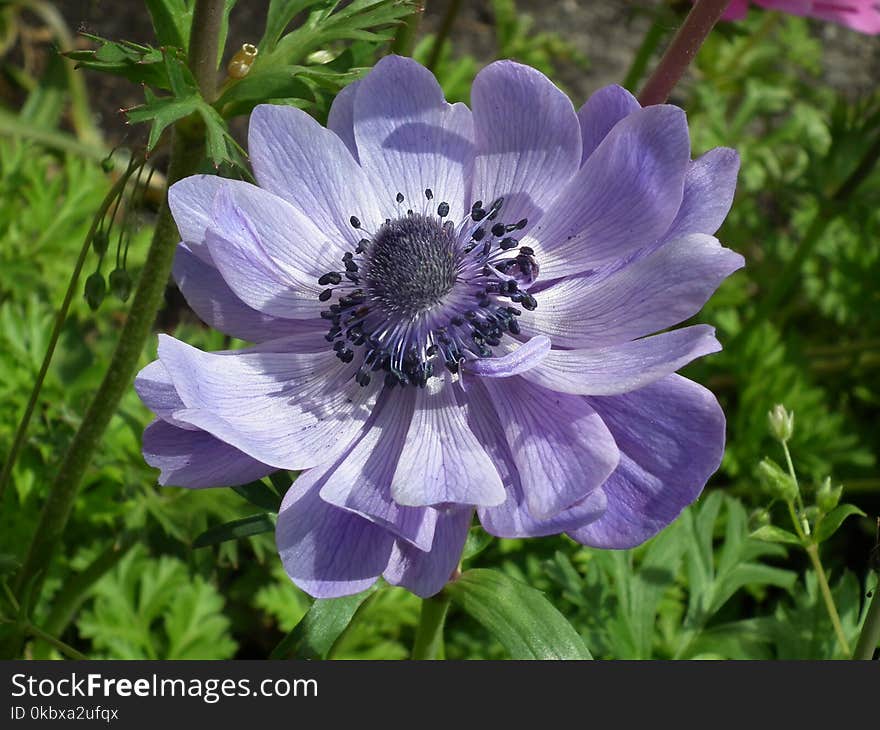 Flower, Plant, Flora, Flowering Plant