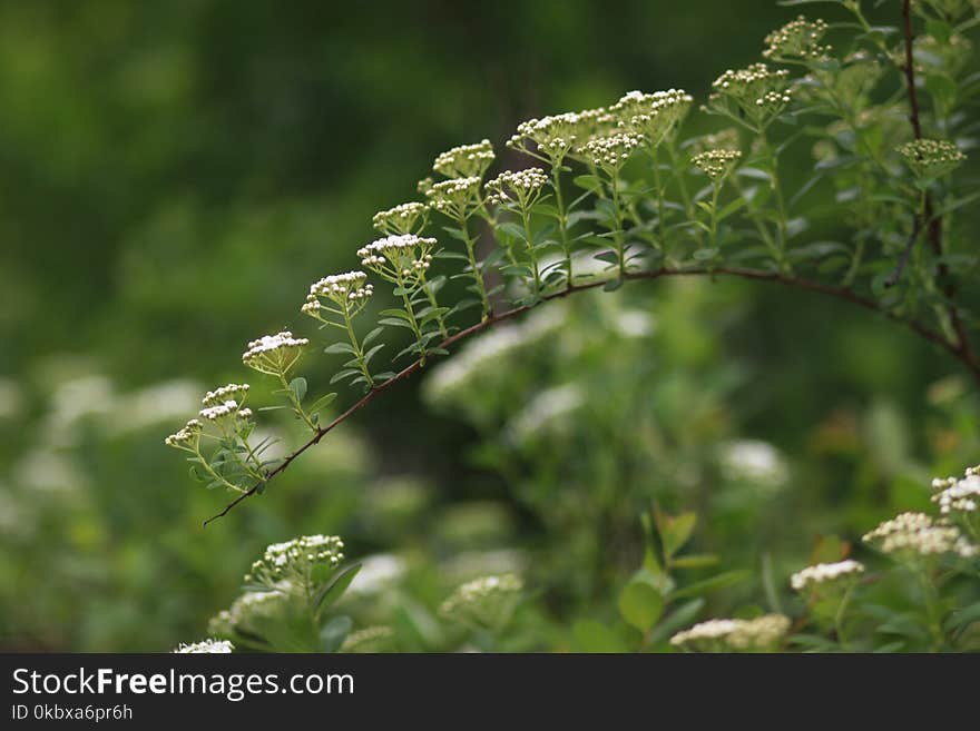 Plant, Vegetation, Flora, Leaf