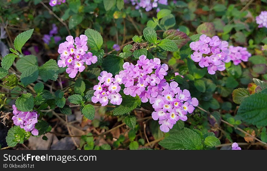 Flower, Plant, Flowering Plant, Lantana Camara