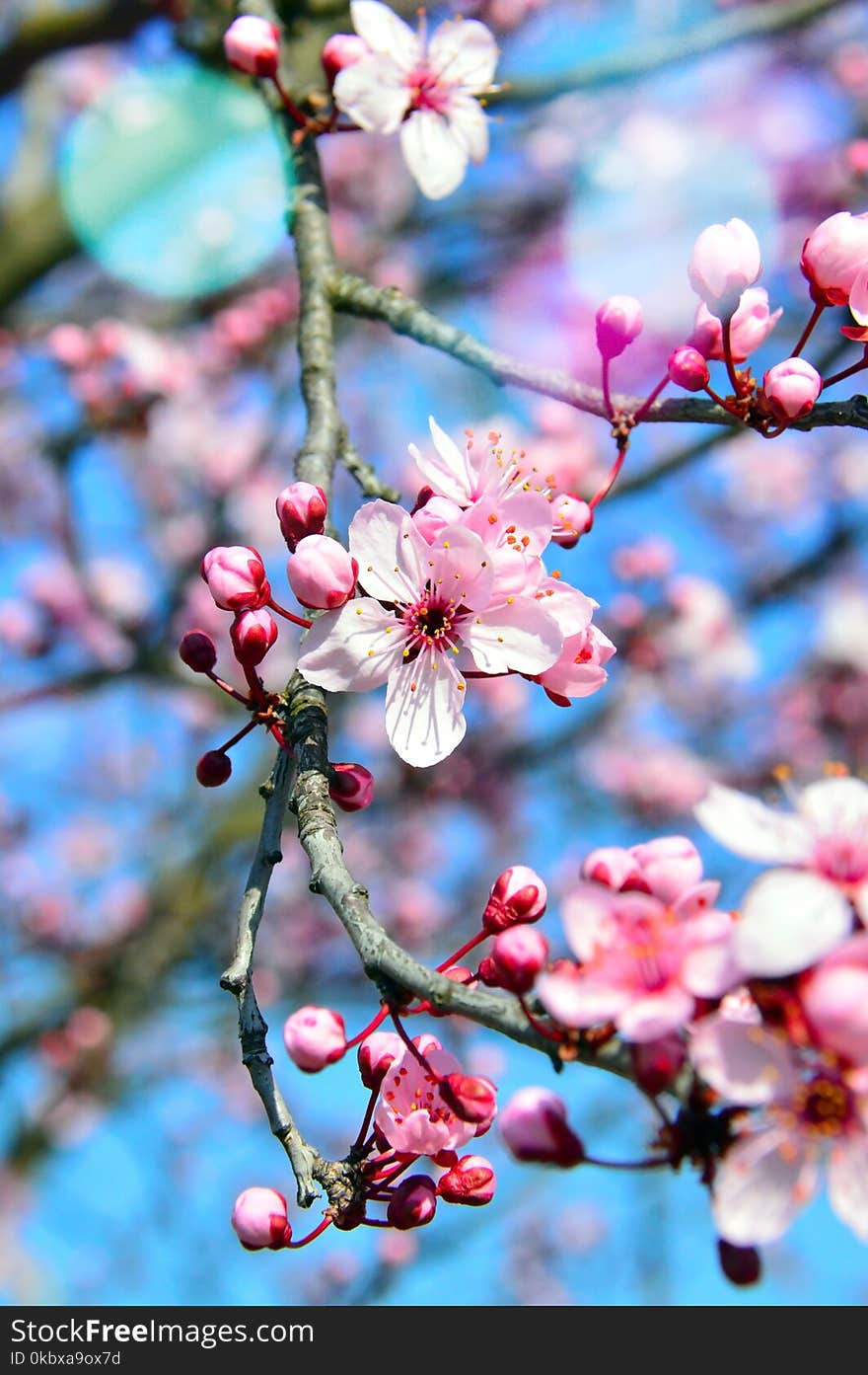 Blossom, Branch, Pink, Spring