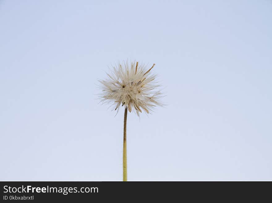 Sky, Flower, Dandelion, Flora