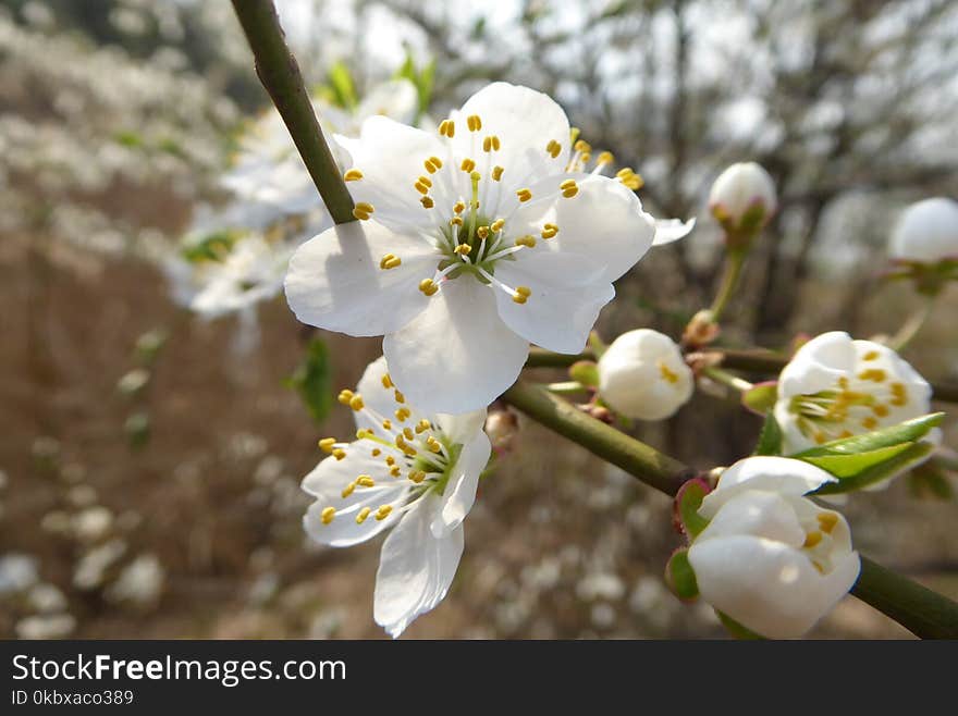 White, Blossom, Spring, Flower