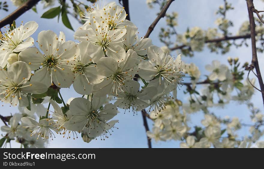 Blossom, Branch, Flower, Spring