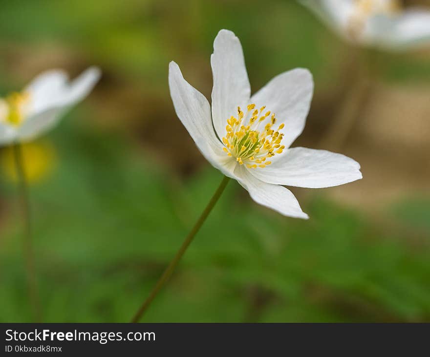 Flower, Flora, Plant, Wildflower