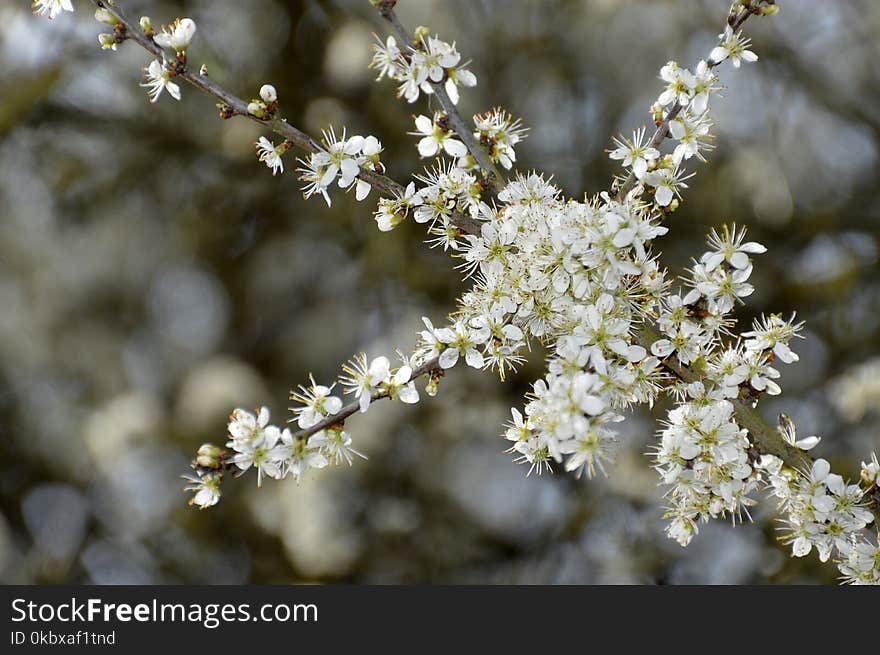 Branch, Blossom, Prunus Spinosa, Spring