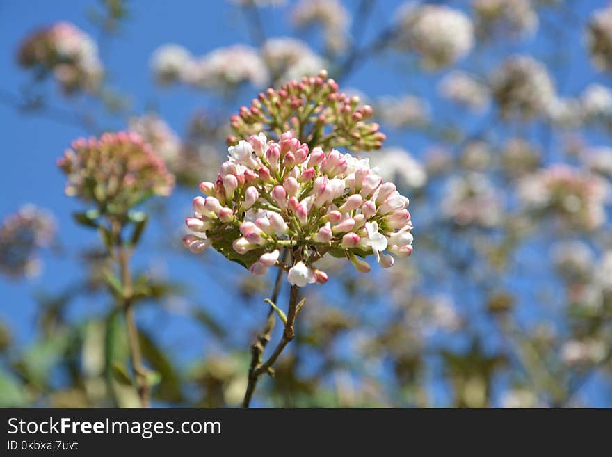 Plant, Flower, Sky, Flora