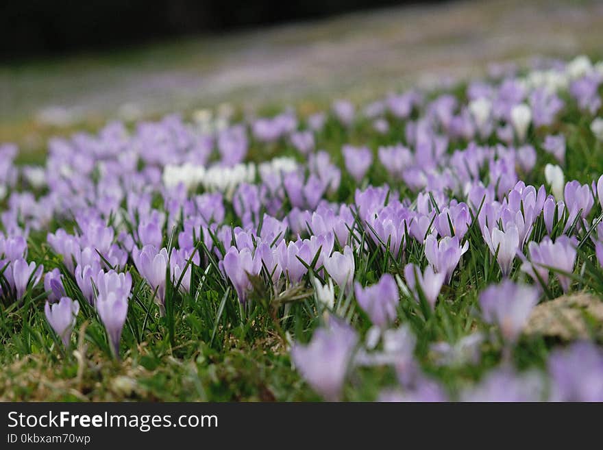 Flower, Plant, Crocus, Flowering Plant