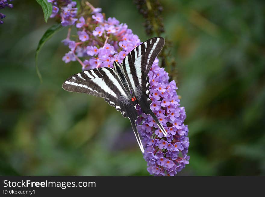 Butterfly, Moths And Butterflies, Insect, Brush Footed Butterfly