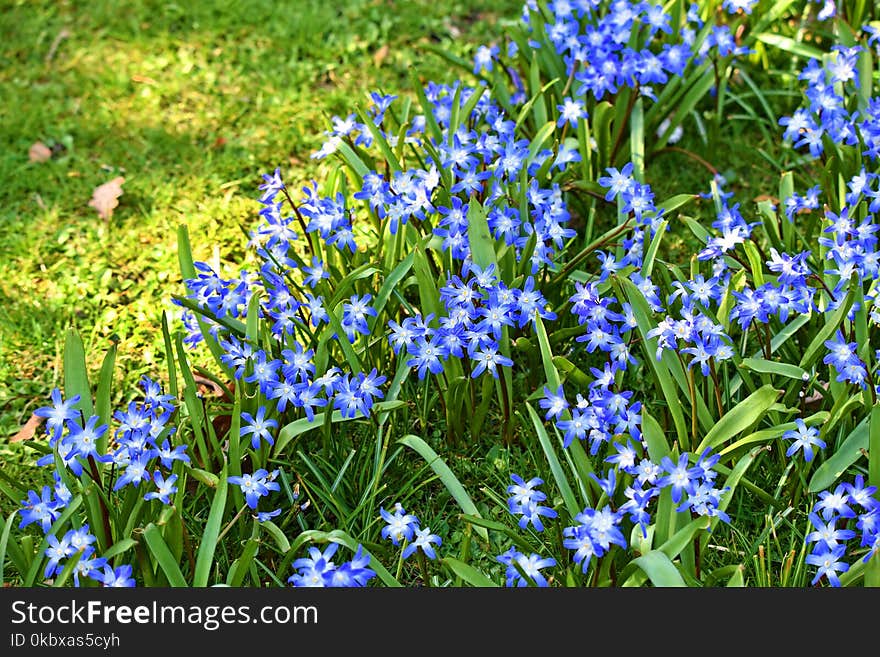 Plant, Flower, Scilla, Flowering Plant