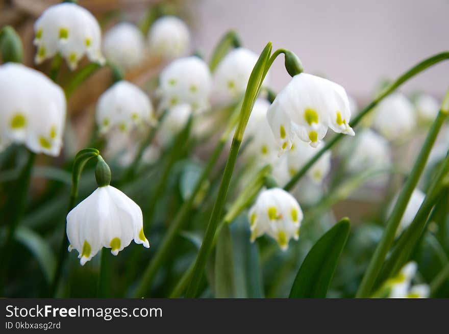 Flower, White, Plant, Galanthus