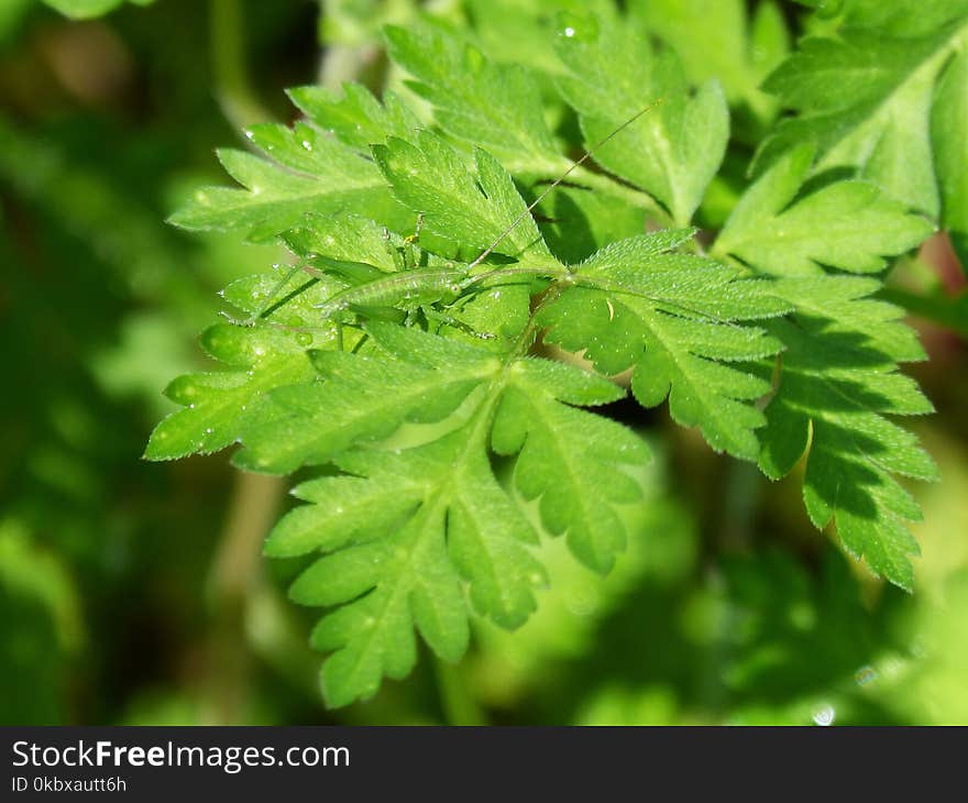 Leaf, Vegetation, Plant, Cicely