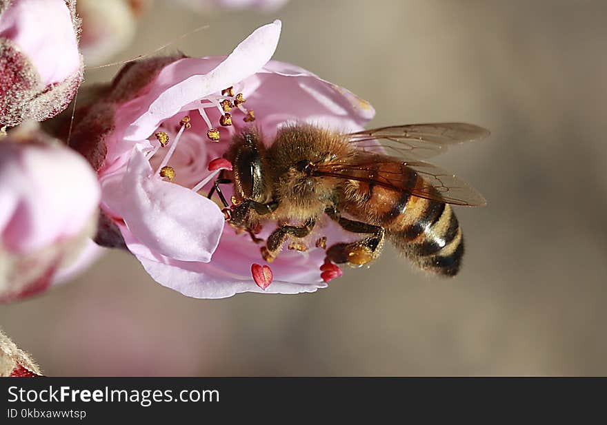 Honey Bee, Bee, Insect, Membrane Winged Insect