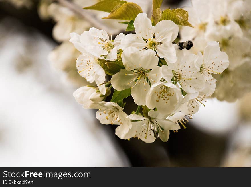 White, Blossom, Flower, Spring