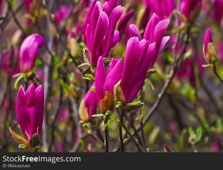 Flower, Plant, Flora, Purple