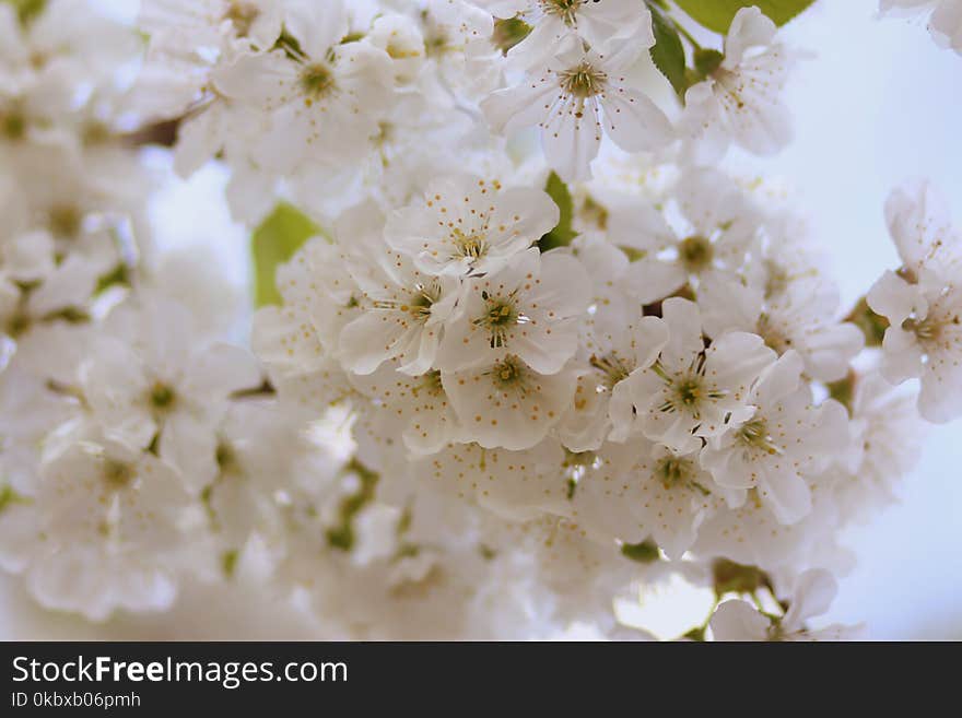 White, Flower, Blossom, Spring