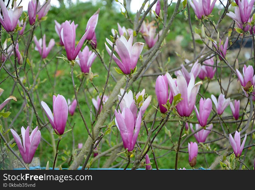 Flower, Plant, Flowering Plant, Flora