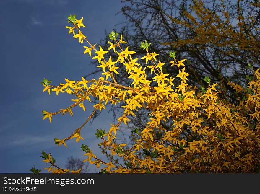 Yellow, Flora, Leaf, Branch