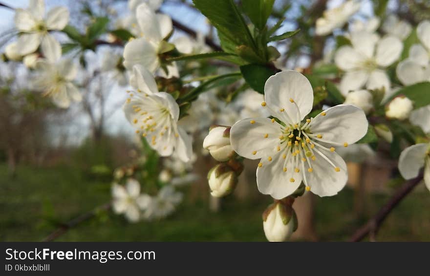 Flower, Blossom, Spring, Flora